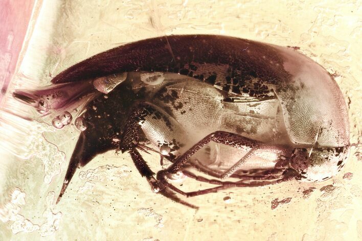 Detailed Fossil Tumbling Flower Beetle (Mordellidae) in Baltic Amber #328152